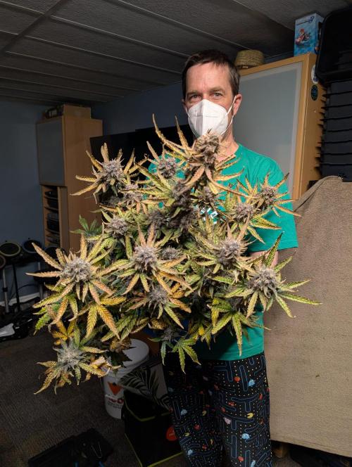 Kushberry Round 2. Week 11