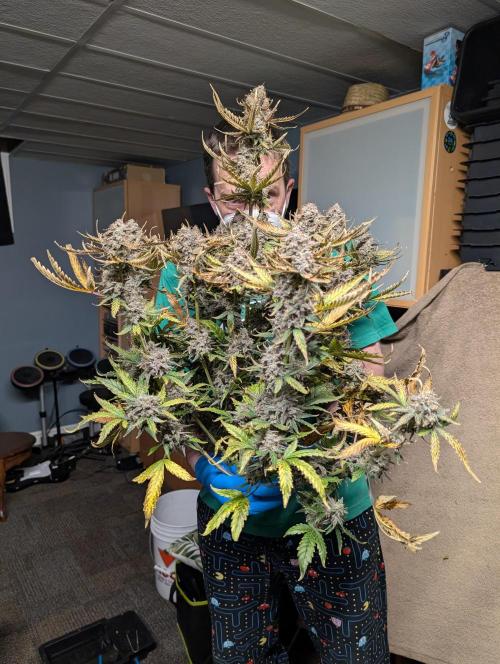 Kushberry . Week 11