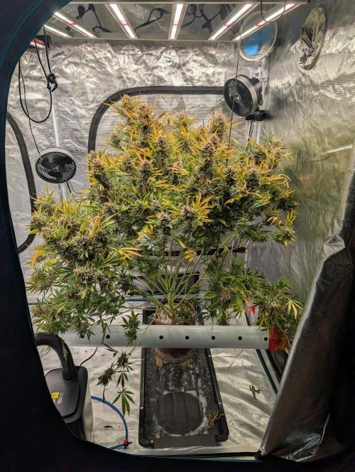 Luke's Going Down. Week 11