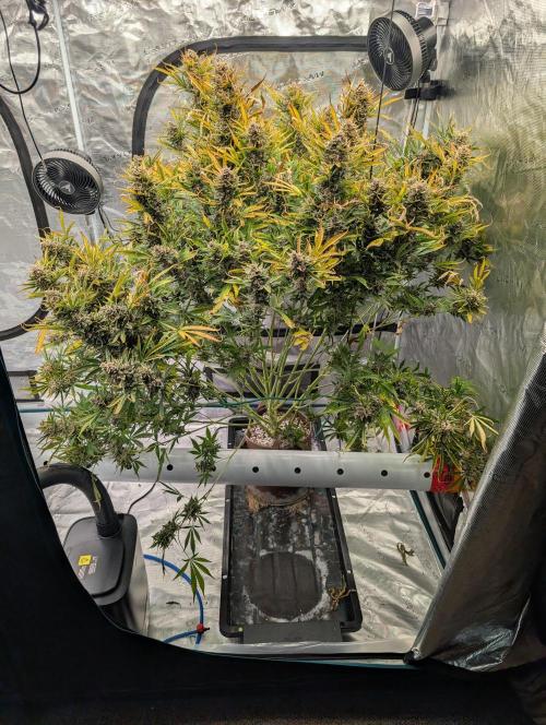 Luke's Going Down. Week 11