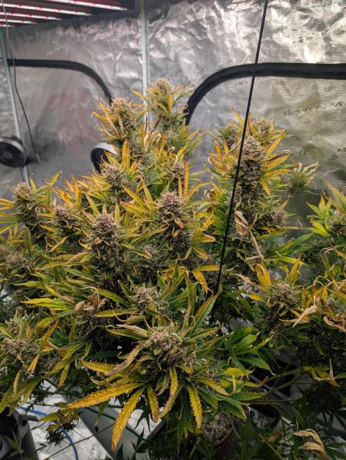 Luke's Going Down. Week 11