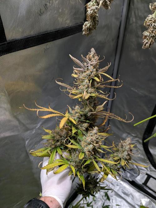 Poisoned Skywalker. Week 11
