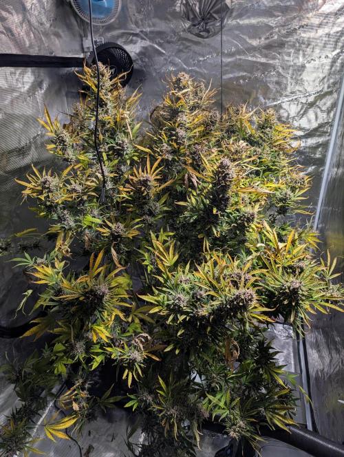 Luke's Going Down. Week 12