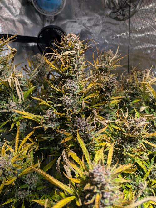 Luke's Going Down. Week 12