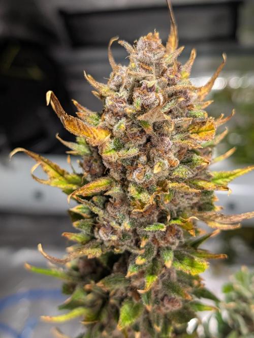 Poisoned Skywalker. Week 12