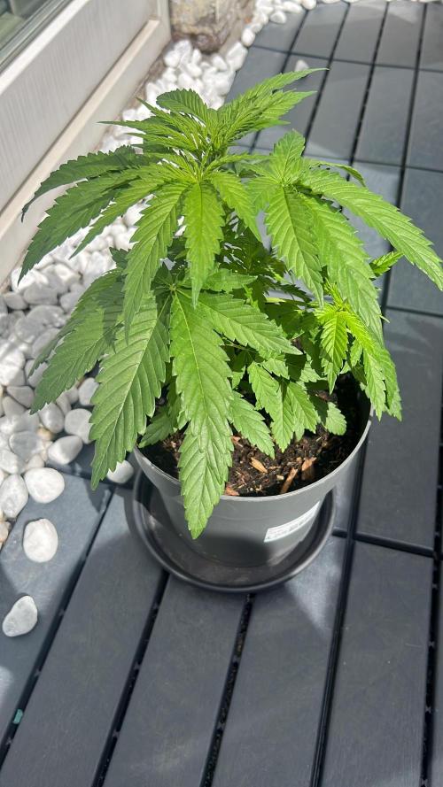 Wedding Gelato. Week 4