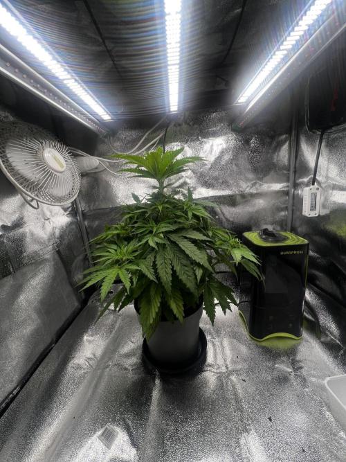 Wedding Gelato aka Ice Cream Cake. Week 7 - .