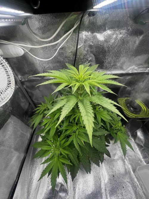 Wedding Gelato aka Ice Cream Cake. Week 7 - .