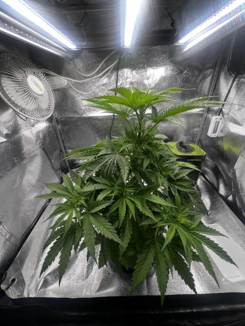 Wedding Gelato aka Ice Cream Cake. Week 7 - .