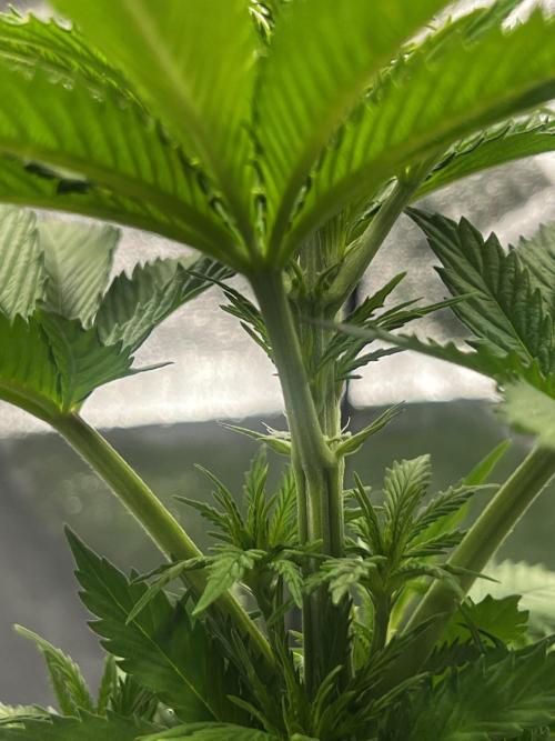 Wedding Gelato aka Ice Cream Cake. Week 7 - .
