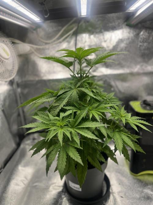Wedding Gelato aka Ice Cream Cake. Week 7 - .