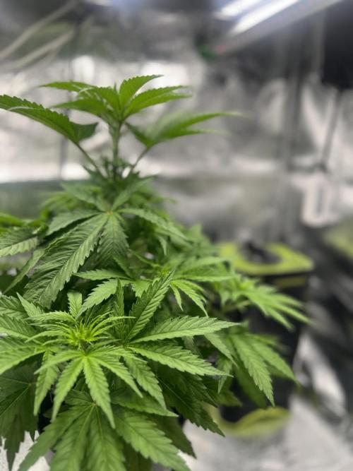 Wedding Gelato aka Ice Cream Cake. Week 7 - .