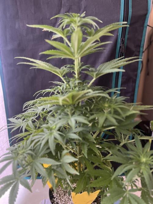 Wedding Gelato aka Ice Cream Cake. Week 8