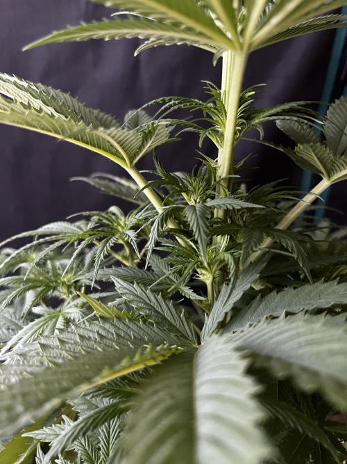 Wedding Gelato aka Ice Cream Cake. Week 8