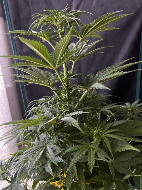 Wedding Gelato aka Ice Cream Cake. Week 8