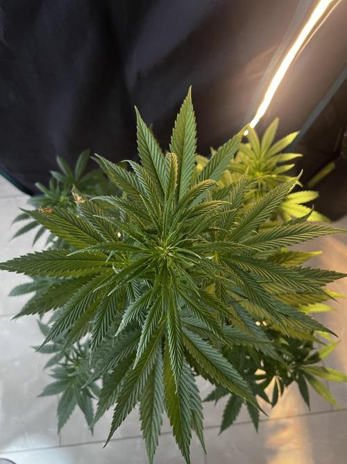 Wedding Gelato. Week 8