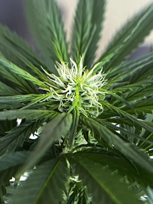 Wedding Gelato aka Ice Cream Cake. Week 9