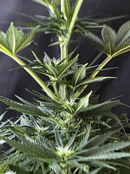 Wedding Gelato aka Ice Cream Cake. Week 9