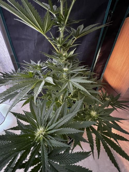 Wedding Gelato aka Ice Cream Cake. Week 9