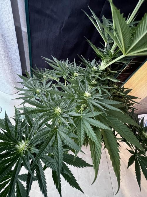 Wedding Gelato aka Ice Cream Cake. Week 9