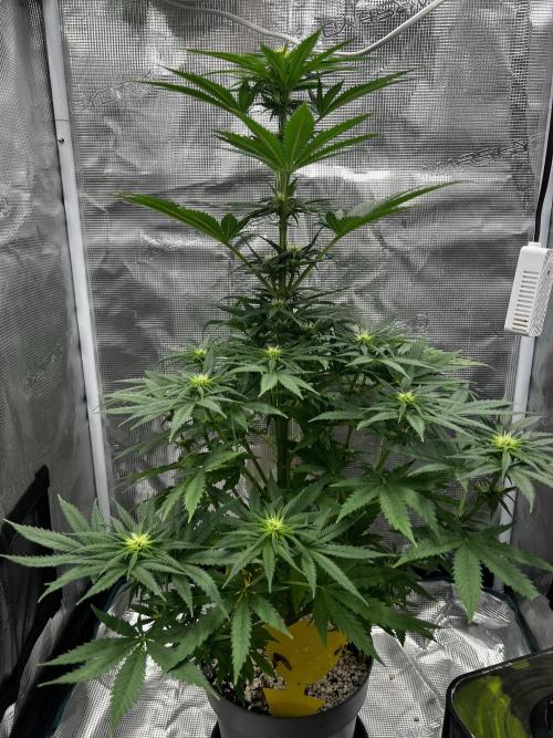 Wedding Gelato aka Ice Cream Cake. Week 9