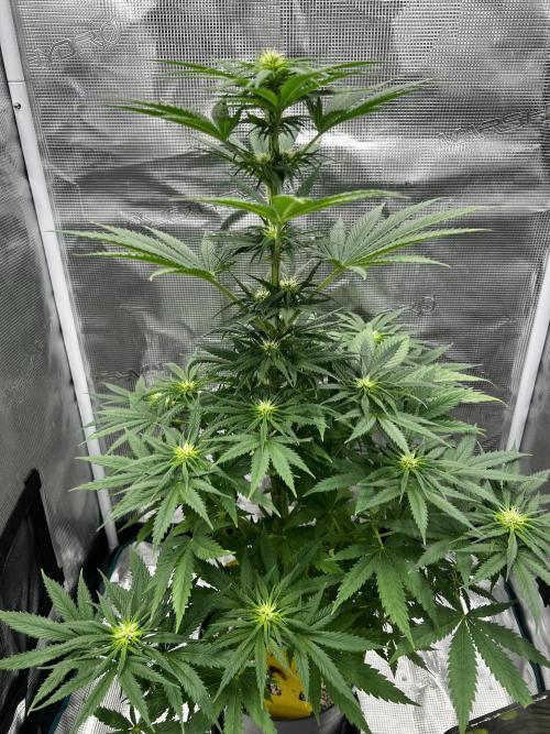 Wedding Gelato aka Ice Cream Cake. Week 9