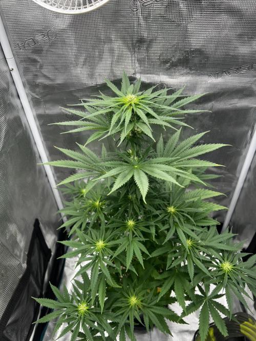 Wedding Gelato aka Ice Cream Cake. Week 9