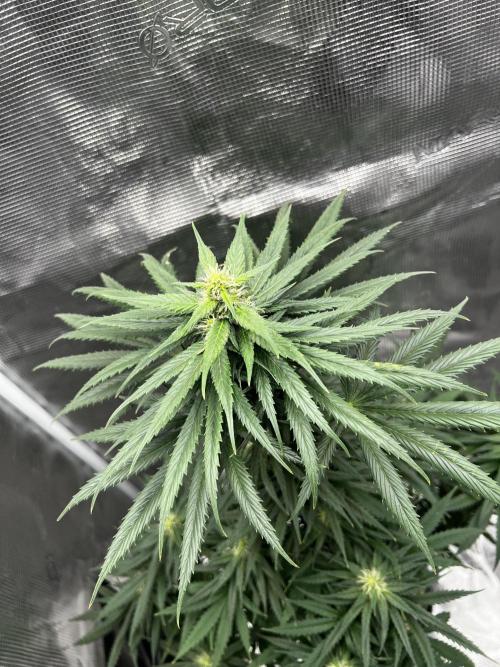Wedding Gelato aka Ice Cream Cake. Week 10