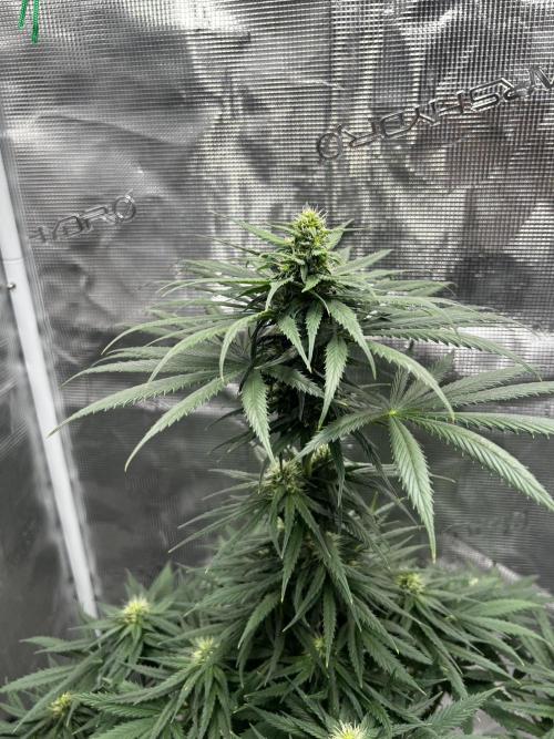 Wedding Gelato aka Ice Cream Cake. Week 10