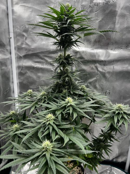 Wedding Gelato aka Ice Cream Cake. Week 10