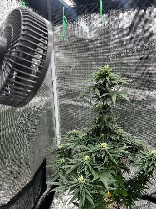 Wedding Gelato. Week 10