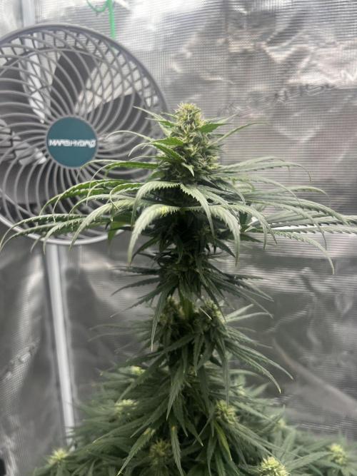 Wedding Gelato aka Ice Cream Cake. Week 11