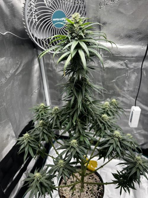 Wedding Gelato aka Ice Cream Cake. Week 11