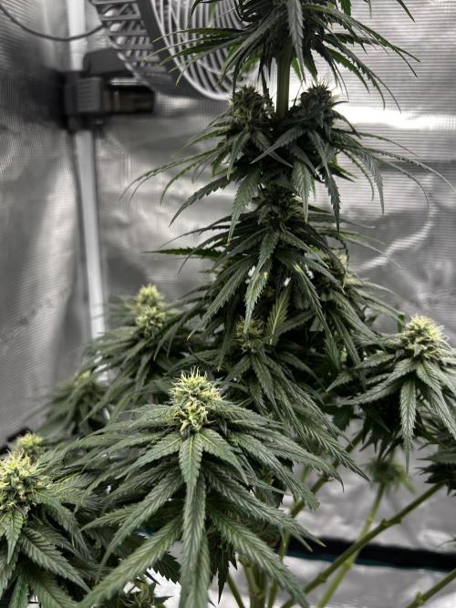 Wedding Gelato aka Ice Cream Cake. Week 11