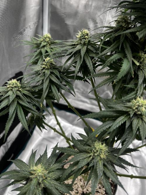 Wedding Gelato aka Ice Cream Cake. Week 11