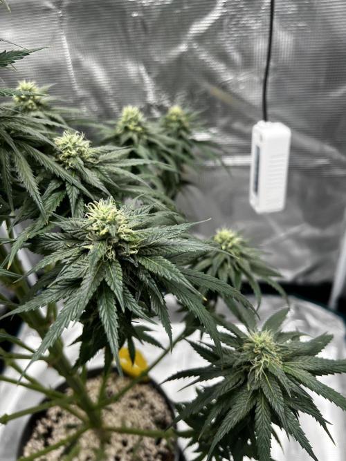 Wedding Gelato aka Ice Cream Cake. Week 11