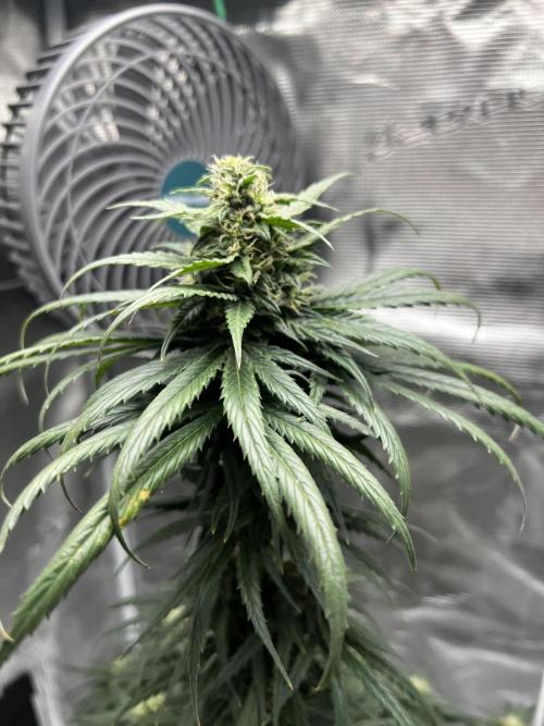 Wedding Gelato. Week 11
