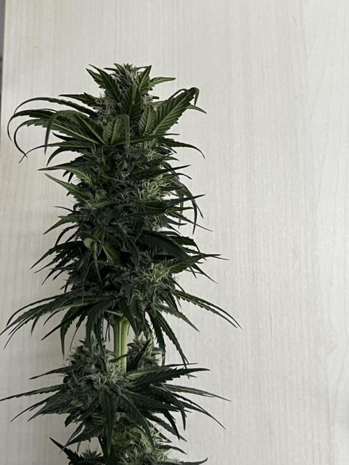 Wedding Gelato aka Ice Cream Cake. Week 12