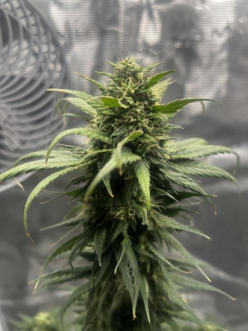 Wedding Gelato aka Ice Cream Cake. Week 12
