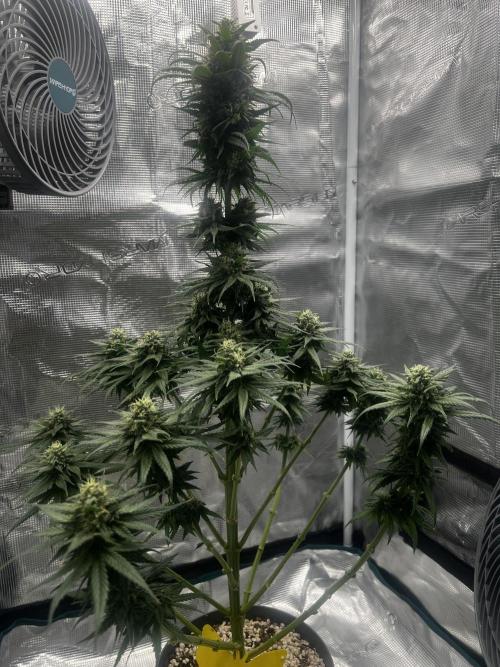 Wedding Gelato aka Ice Cream Cake. Week 12