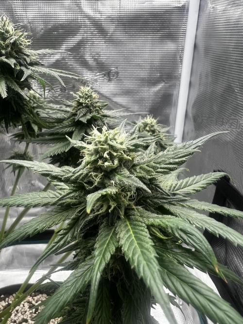Wedding Gelato aka Ice Cream Cake. Week 12