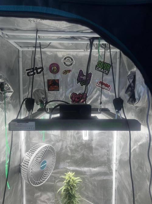Wedding Gelato. Week 12