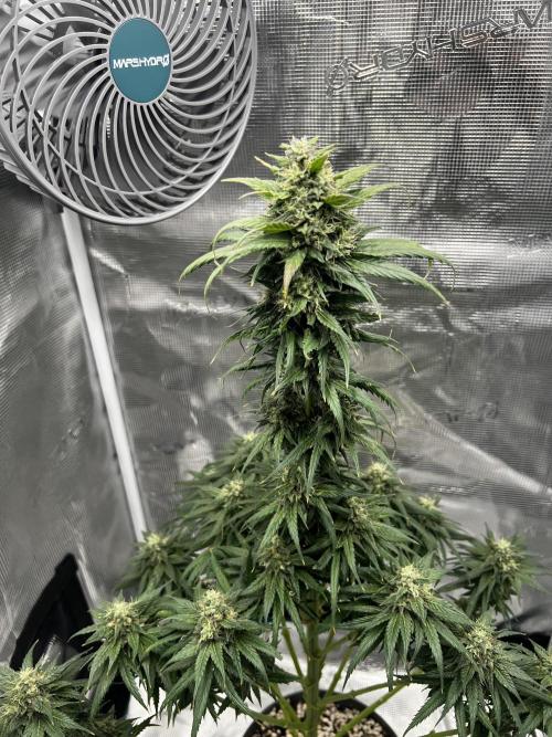 Wedding Gelato aka Ice Cream Cake. Week 13