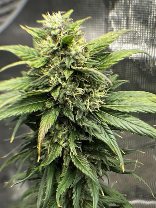 Wedding Gelato aka Ice Cream Cake. Week 13