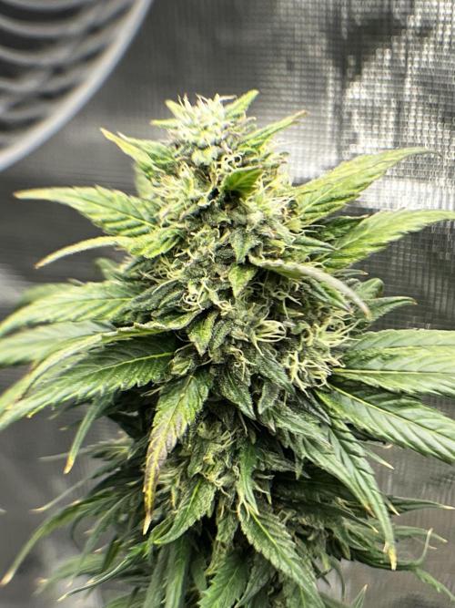 Wedding Gelato aka Ice Cream Cake. Week 13
