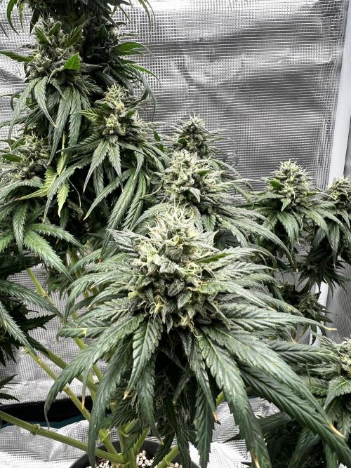 Wedding Gelato aka Ice Cream Cake. Week 13
