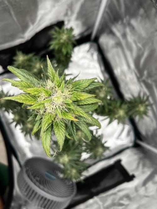 Wedding Gelato aka Ice Cream Cake. Week 13