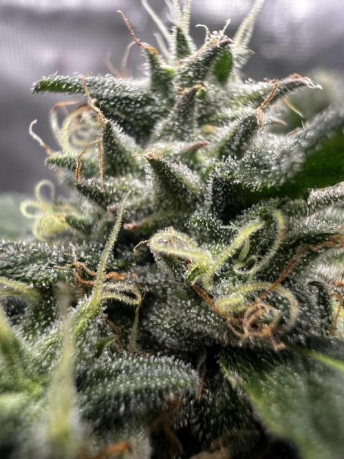 Wedding Gelato aka Ice Cream Cake. Week 13