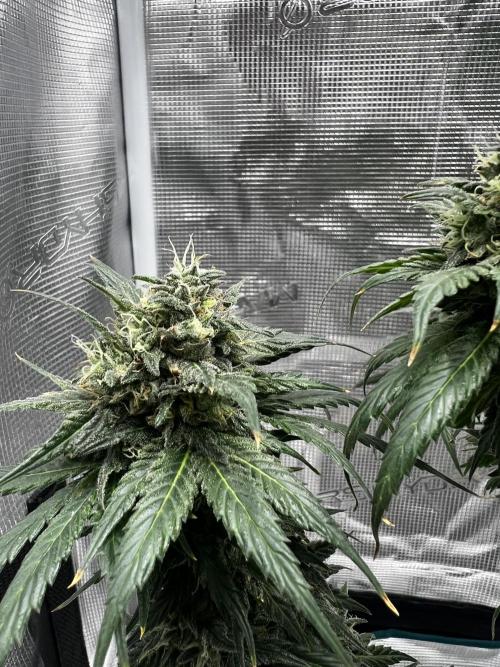 Wedding Gelato aka Ice Cream Cake. Week 13