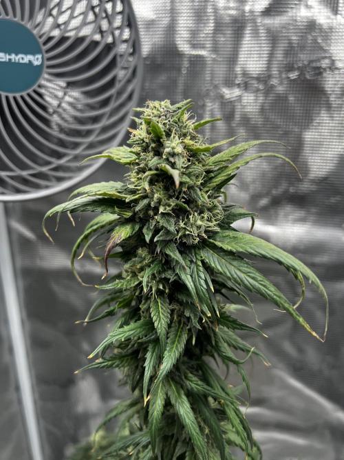Wedding Gelato aka Ice Cream Cake. Week 13